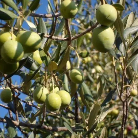 In Stupin Celine With Sea View, Balcony, Air Conditioning, Wifi 5149-1 Apartman *