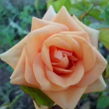 In Stupin Celine With Sea View, Balcony, Air Conditioning, Wifi 5149-1 Apartman