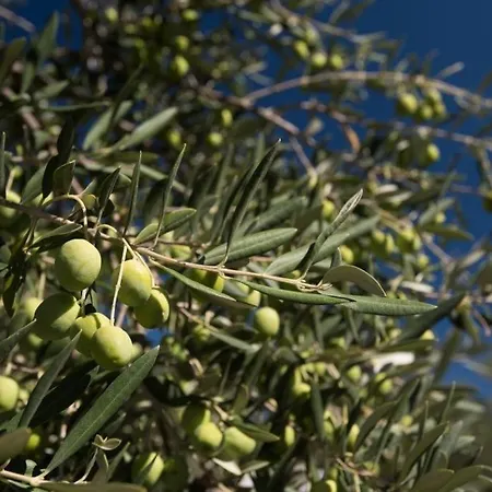 In Stupin Celine With Sea View, Balcony, Air Conditioning, Wifi 5149-1 * Podglavica