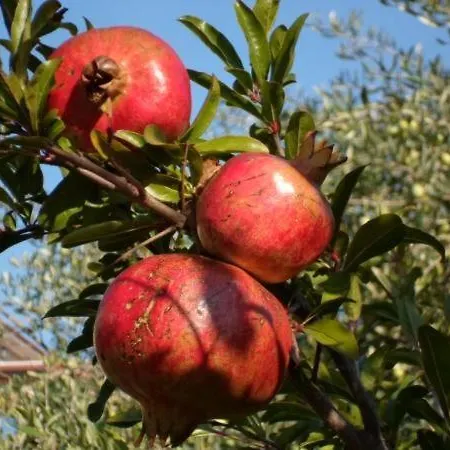 In Stupin Celine With Sea View, Balcony, Air Conditioning, Wifi 5149-1 * Podglavica