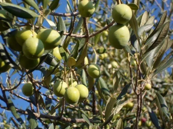 In Stupin Celine With Sea View, Balcony, Air Conditioning, Wifi 5149-1 Appartement *