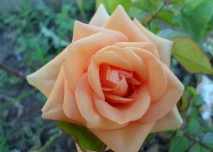 In Stupin Celine With Sea View, Balcony, Air Conditioning, Wifi 5149-1 Appartement