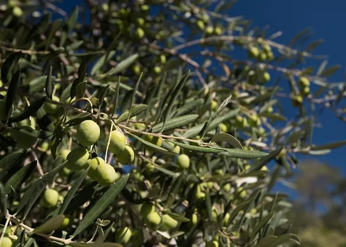 In Stupin Celine With Sea View, Balcony, Air Conditioning, Wifi 5149-1 * Podglavica