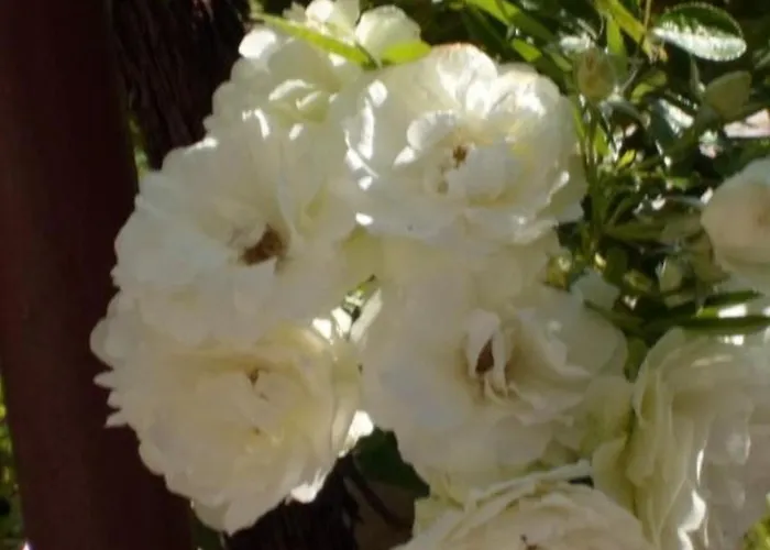 In Stupin Celine With Sea View, Balcony, Air Conditioning, Wifi 5149-1 Appartement Podglavica