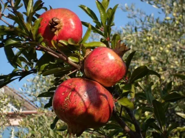 In Stupin Celine With Sea View, Balcony, Air Conditioning, Wifi 5149-1 * Podglavica